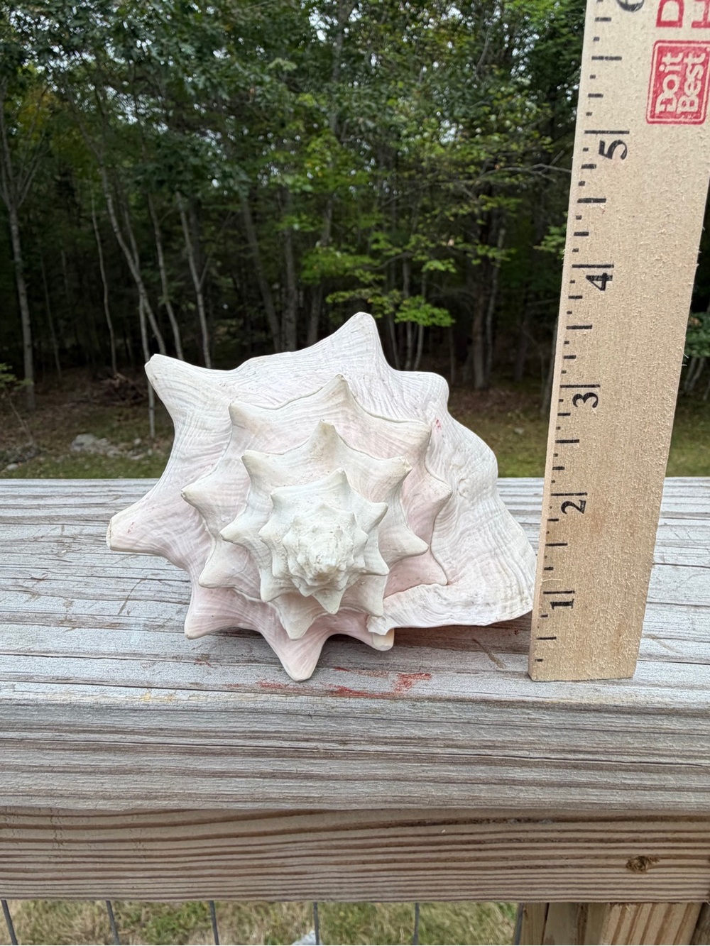 Queen Conch | SeaShell - Picture 6 of 13